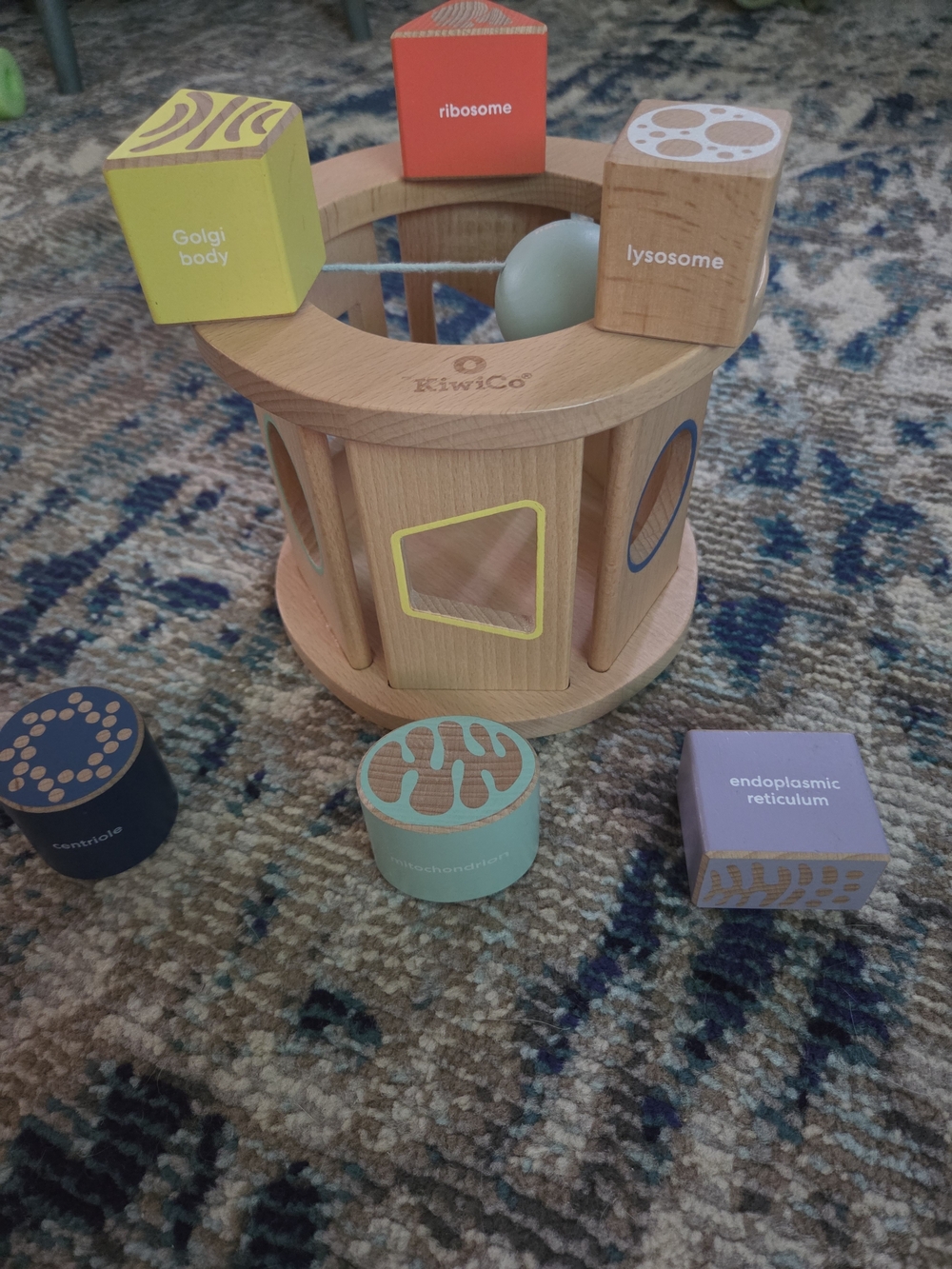 KiwiCo Wooden Cell Organelle Matching Toy - Multicolor